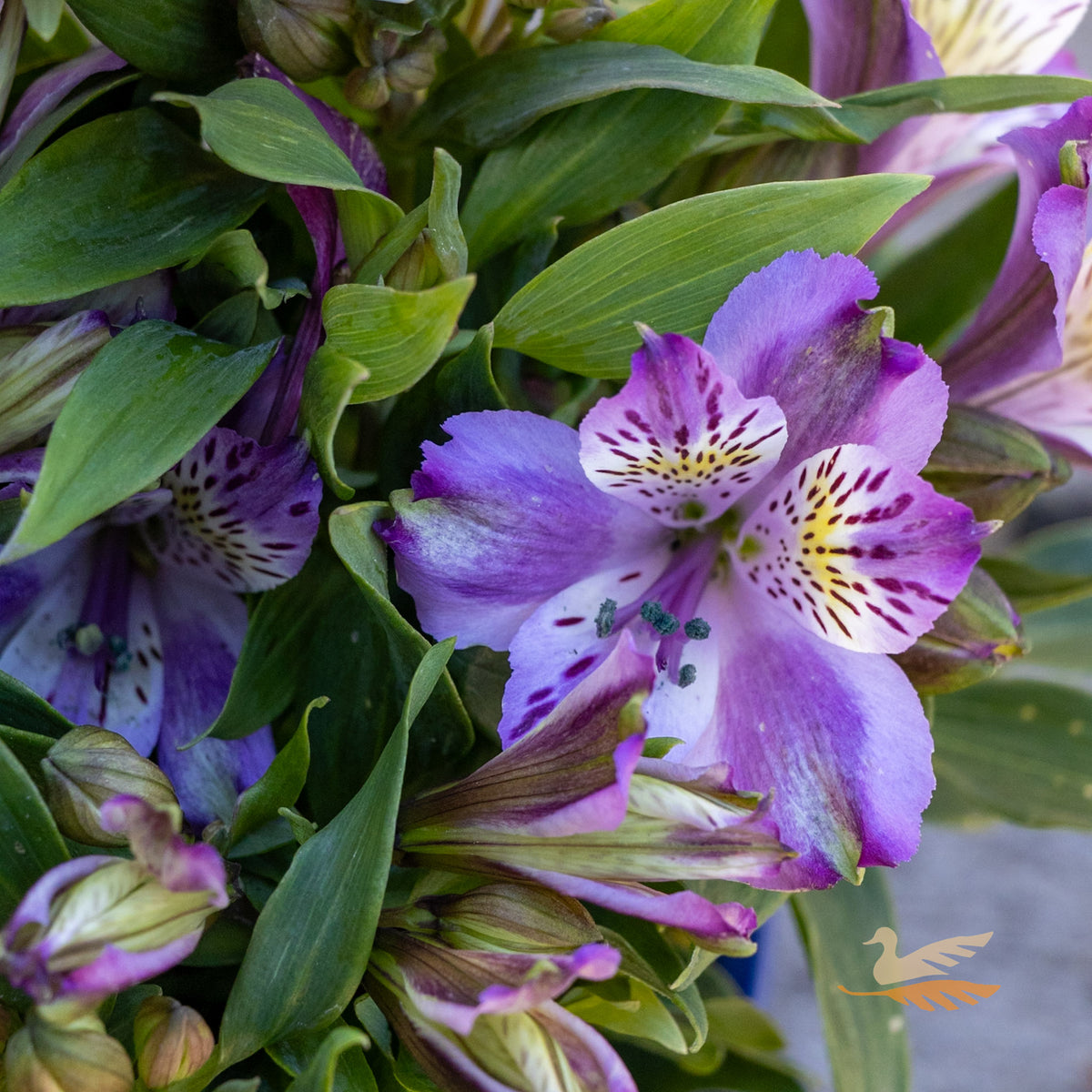 Alstroemeria Elite Lavender - 18cm Pot