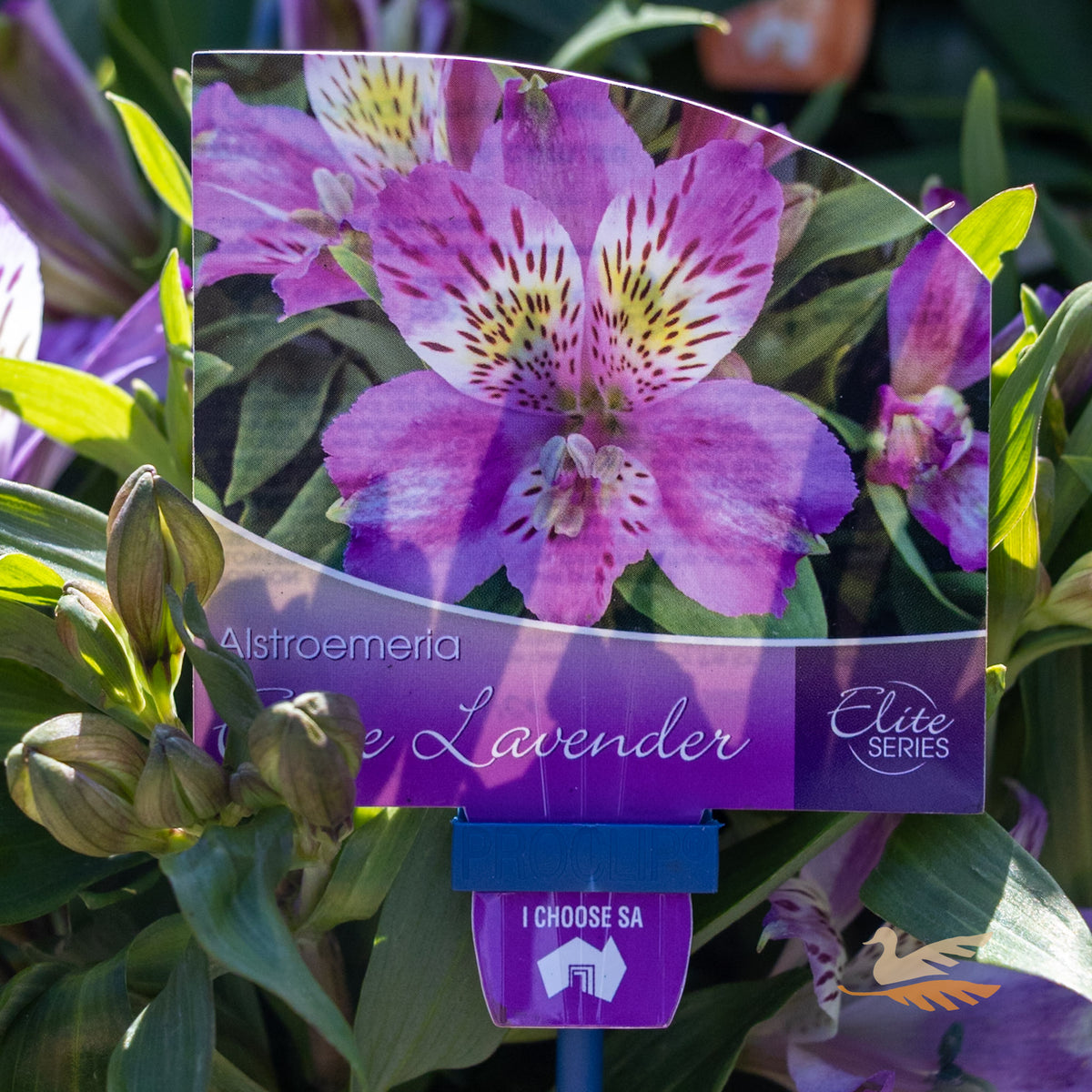 Alstroemeria Elite Lavender - 18cm Pot