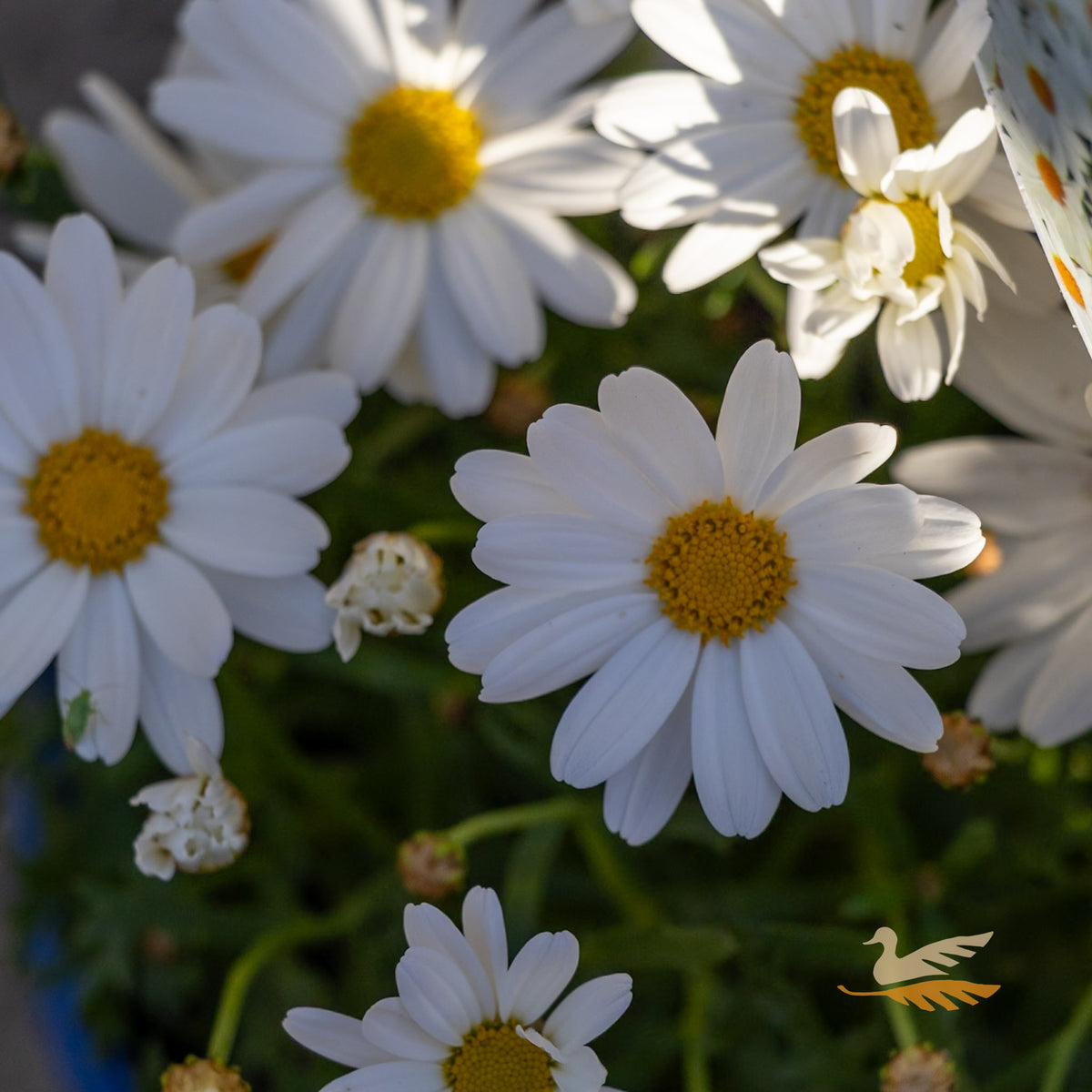 Argyranthemum Elite Moonlight - 15cm Pot
