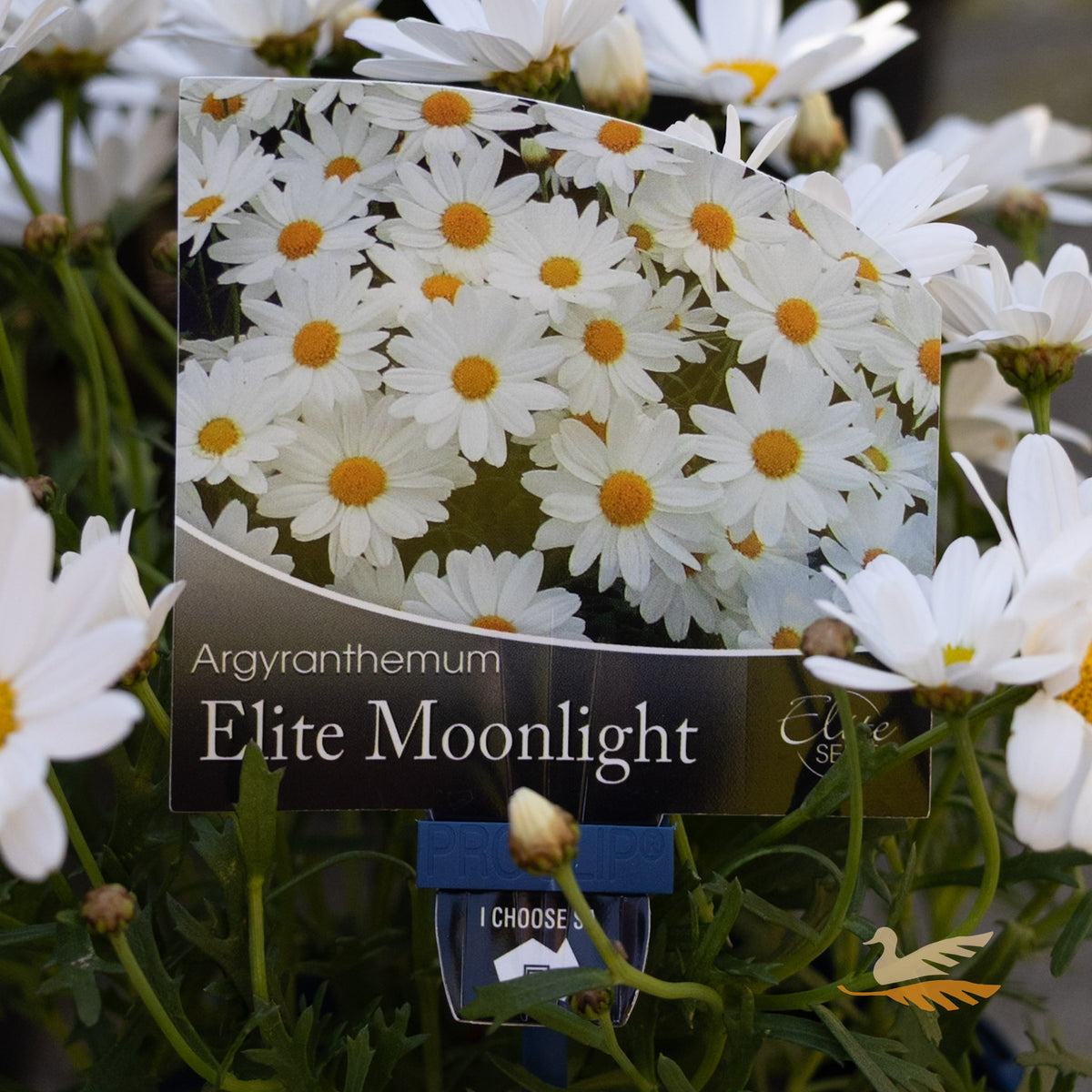 Argyranthemum Elite Moonlight - 15cm Pot