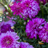 Argyranthemum Elite Pom Pom - 15cm Pot