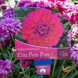 Argyranthemum Elite Pom Pom - 15cm Pot