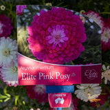Argyranthemum Pink Posy - 15cm Pot