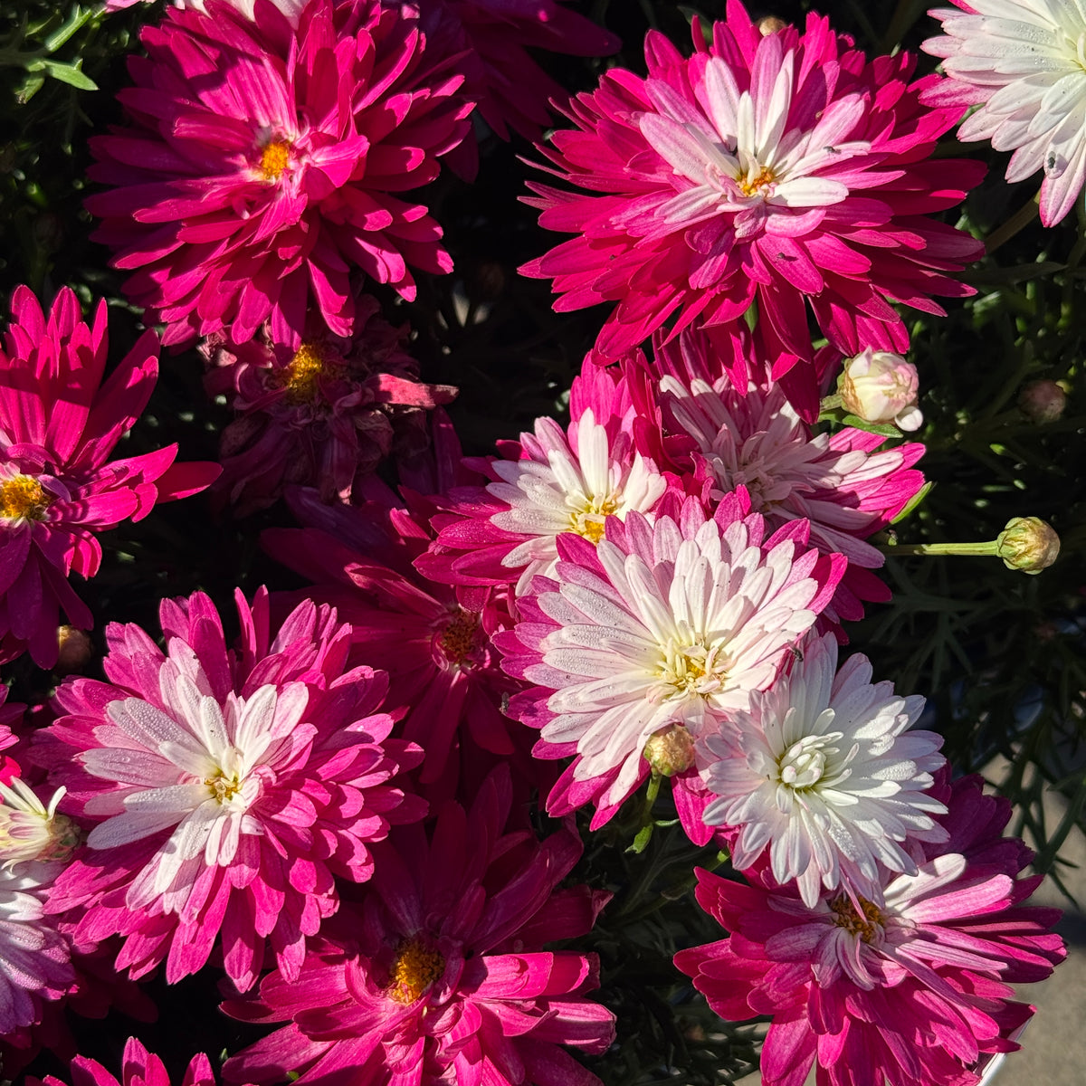 Argyranthemum Colossus Raspberry Ice - 15cm Pot