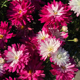 Argyranthemum Colossus Raspberry Ice - 15cm Pot