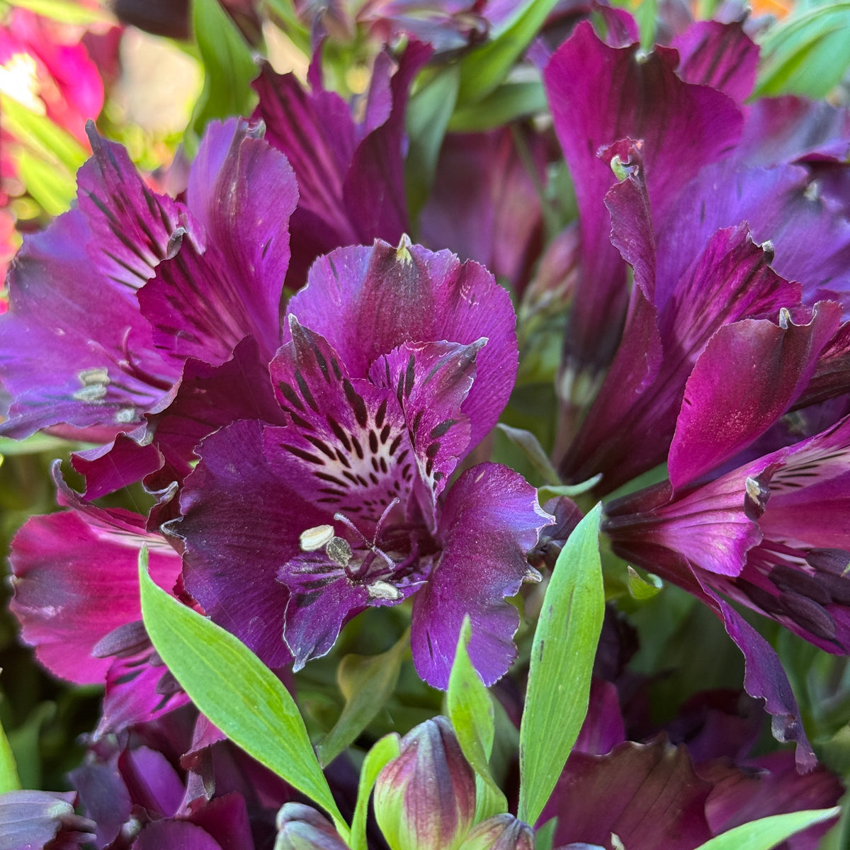Alstroemeria Elite Dark Purple - 18cm Pot