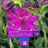 Alstroemeria Elite Dark Purple - 18cm Pot