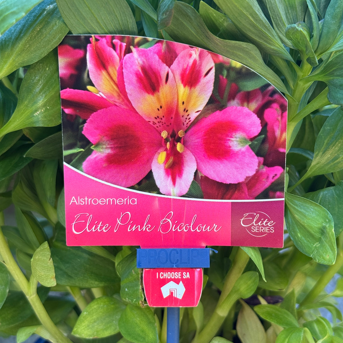 Alstroemeria Elite Pink Bicolour - 18cm Pot