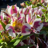 Alstroemeria Elite Purple Bicolour - 18cm Pot