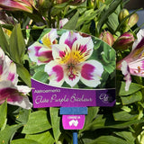 Alstroemeria Elite Purple Bicolour - 18cm Pot