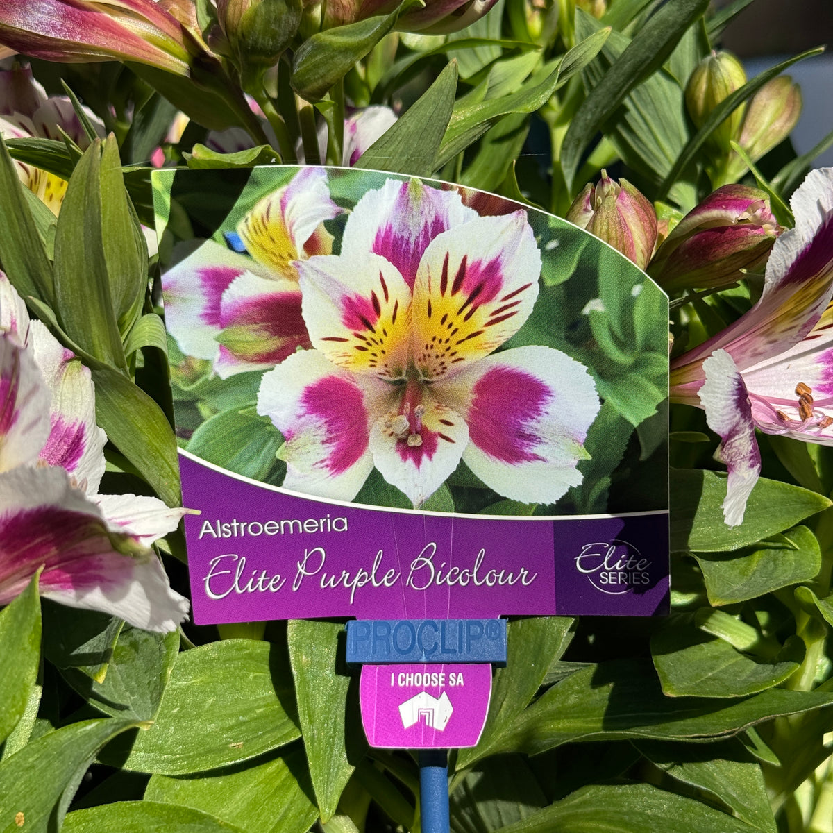 Alstroemeria Elite Purple Bicolour - 18cm Pot