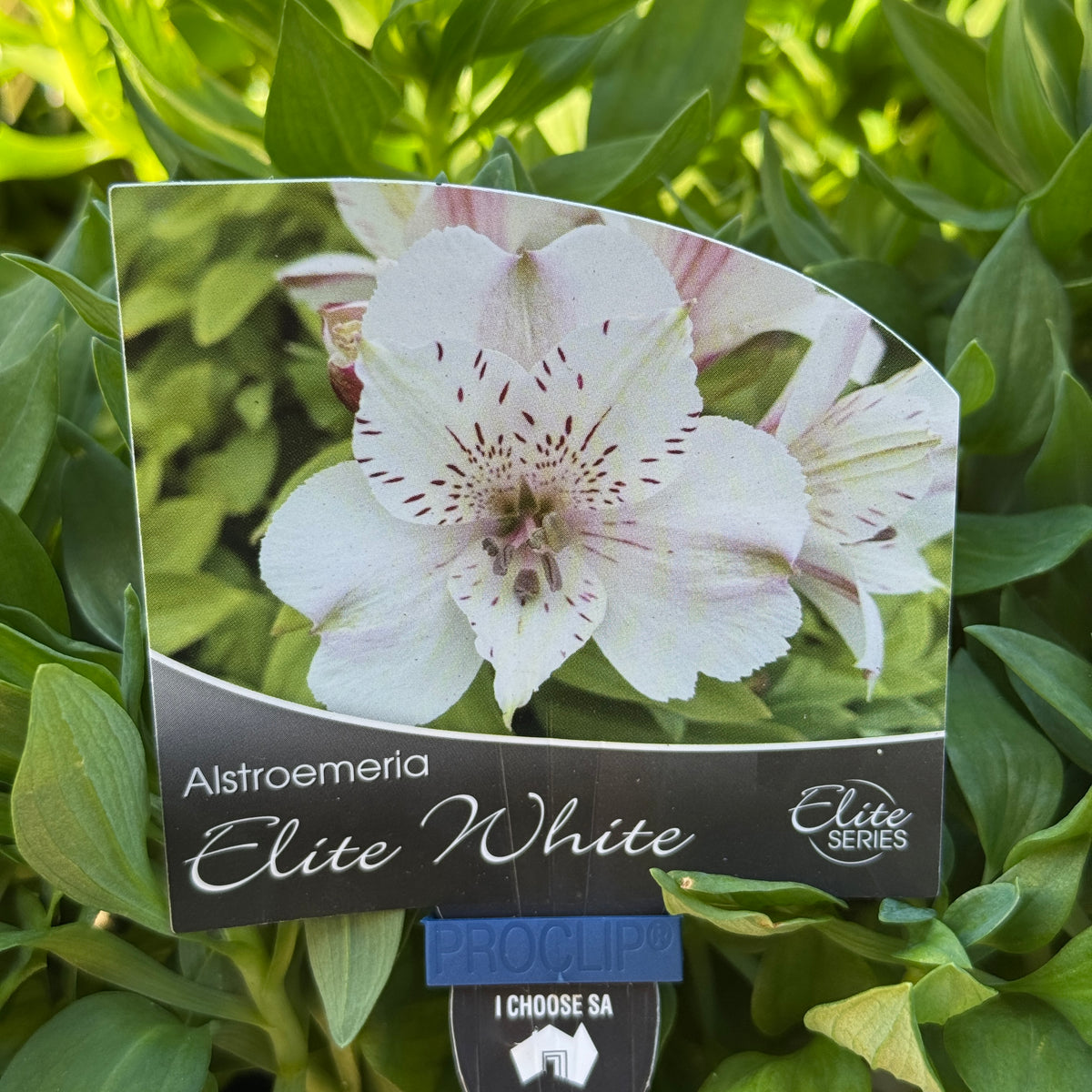 Alstroemeria Elite White - 18cm Pot