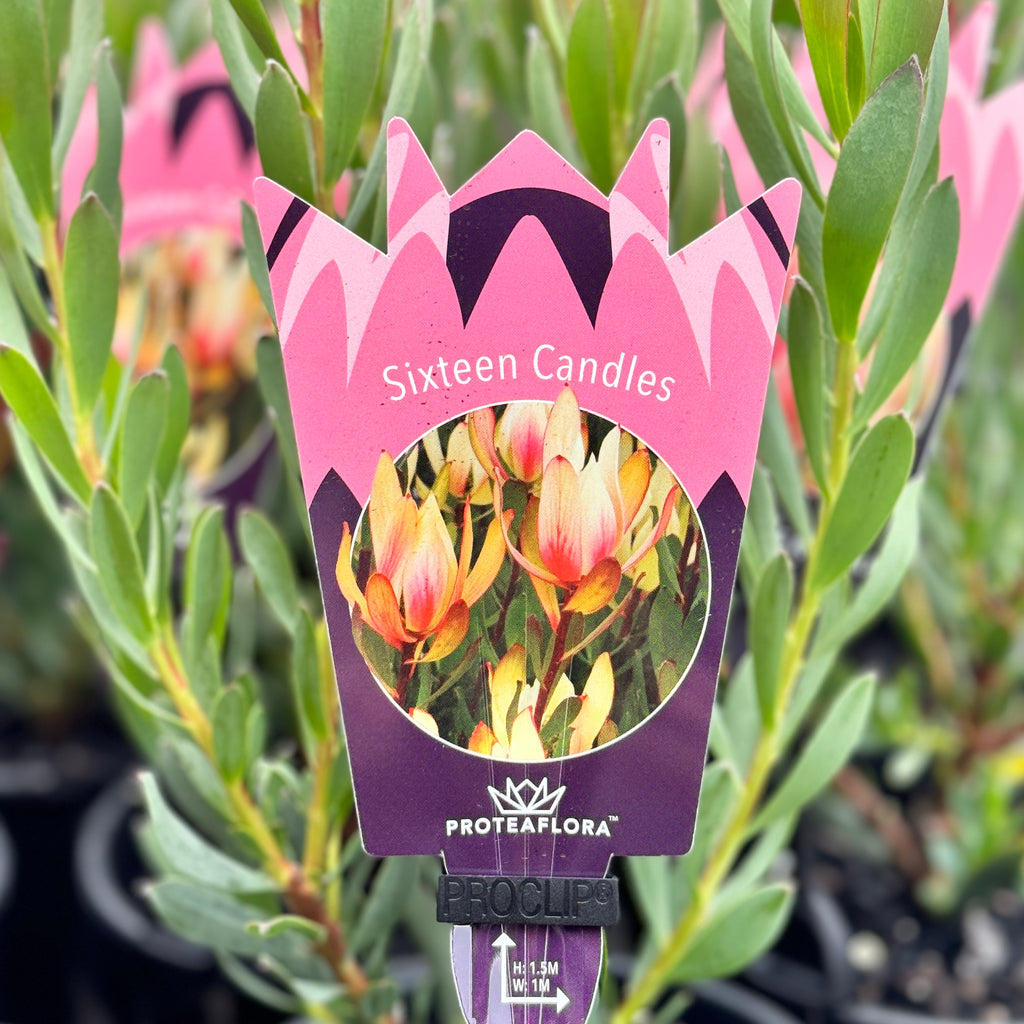 Leucadendron Sixteen Candles - 14cm Pot