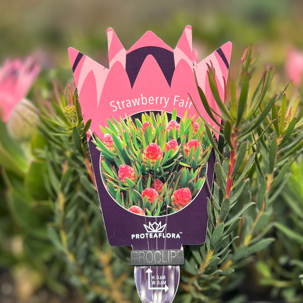 Leucadendron Strawberry Fair - 14cm Pot