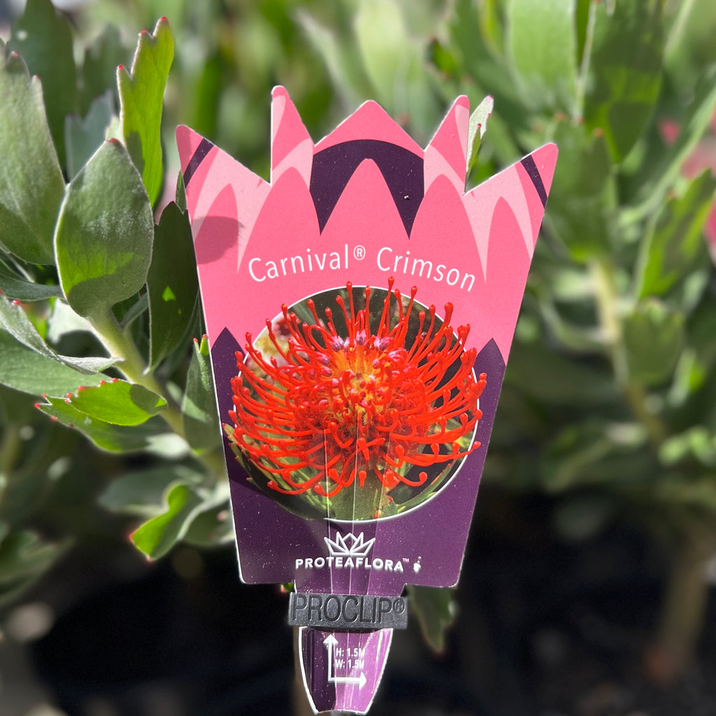 Leucospermum Carnival Crimson - 14cm Pot