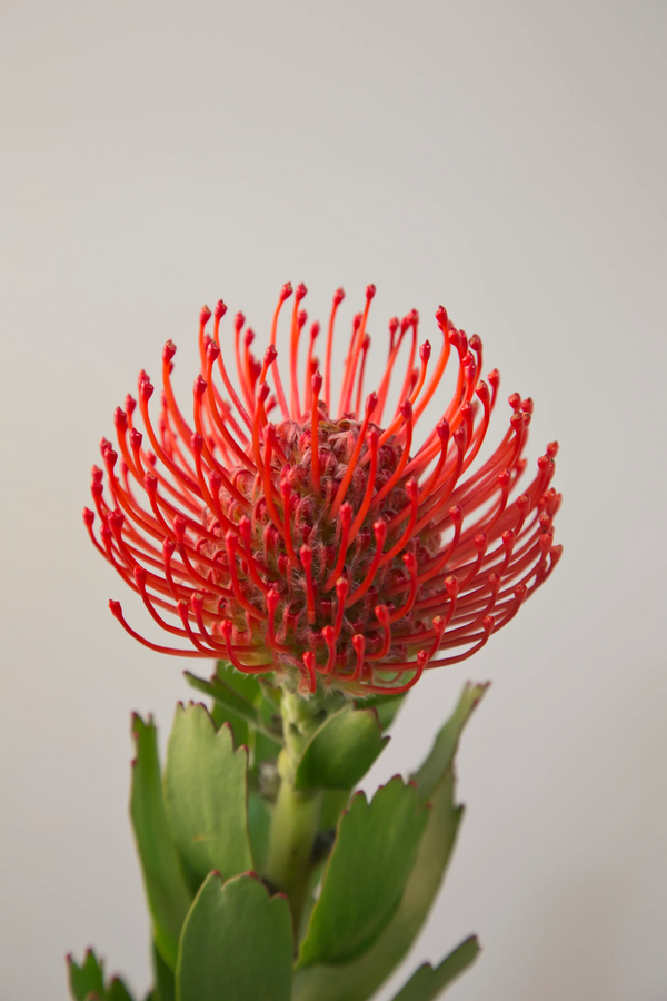 Leucospermum Carnival Crimson - 14cm Pot