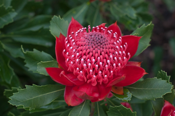 Telopea Enchanted Red - 14cm Pot