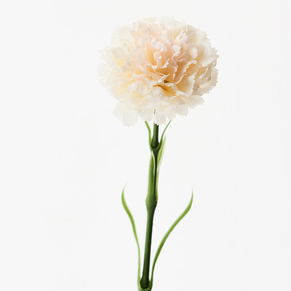 Carnation - Ivory 47cm