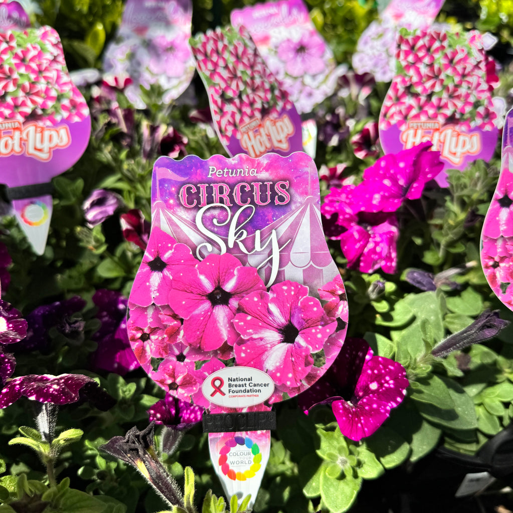 Petunia Circus Sky - 14cm Pot