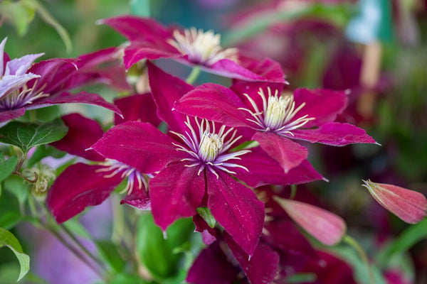 Clematis Niobe - 20cm Pot