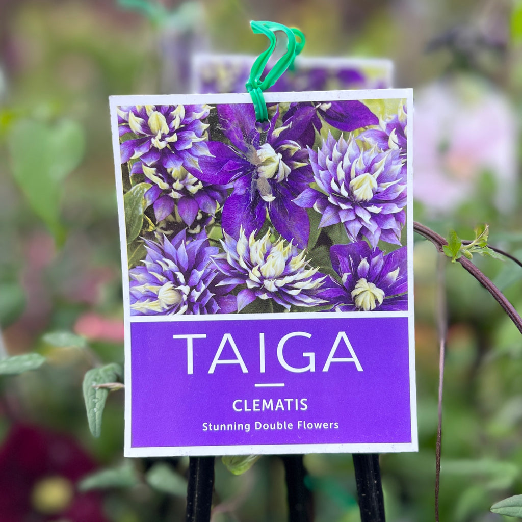 Clematis Taiga - 20cm Pot