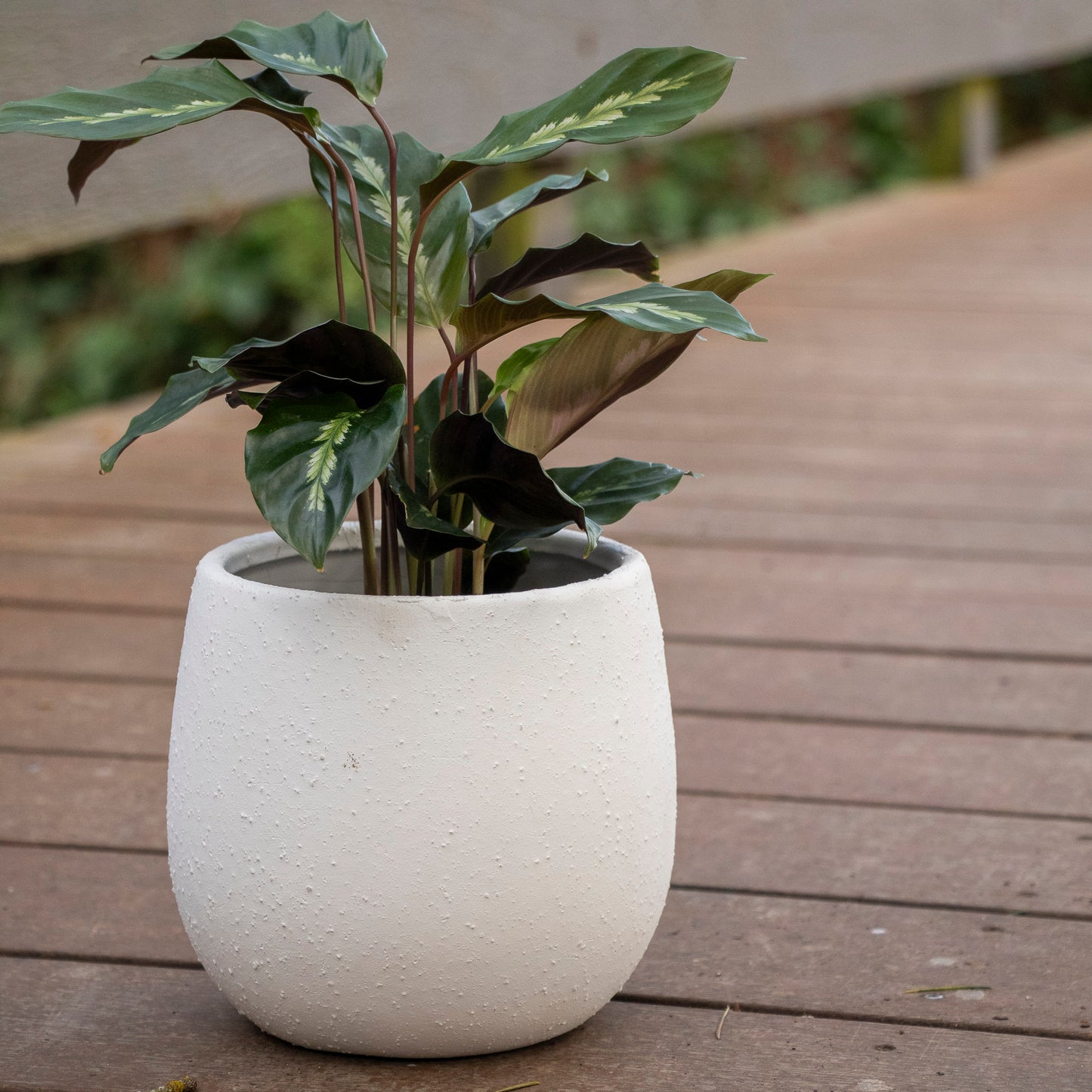Calathea Maui Queen - 13cm Pot