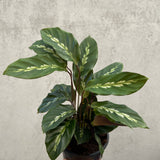 Calathea Maui Queen - 13cm Pot