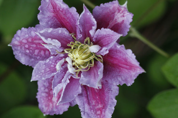 Clematis Piilu - 20cm Pot