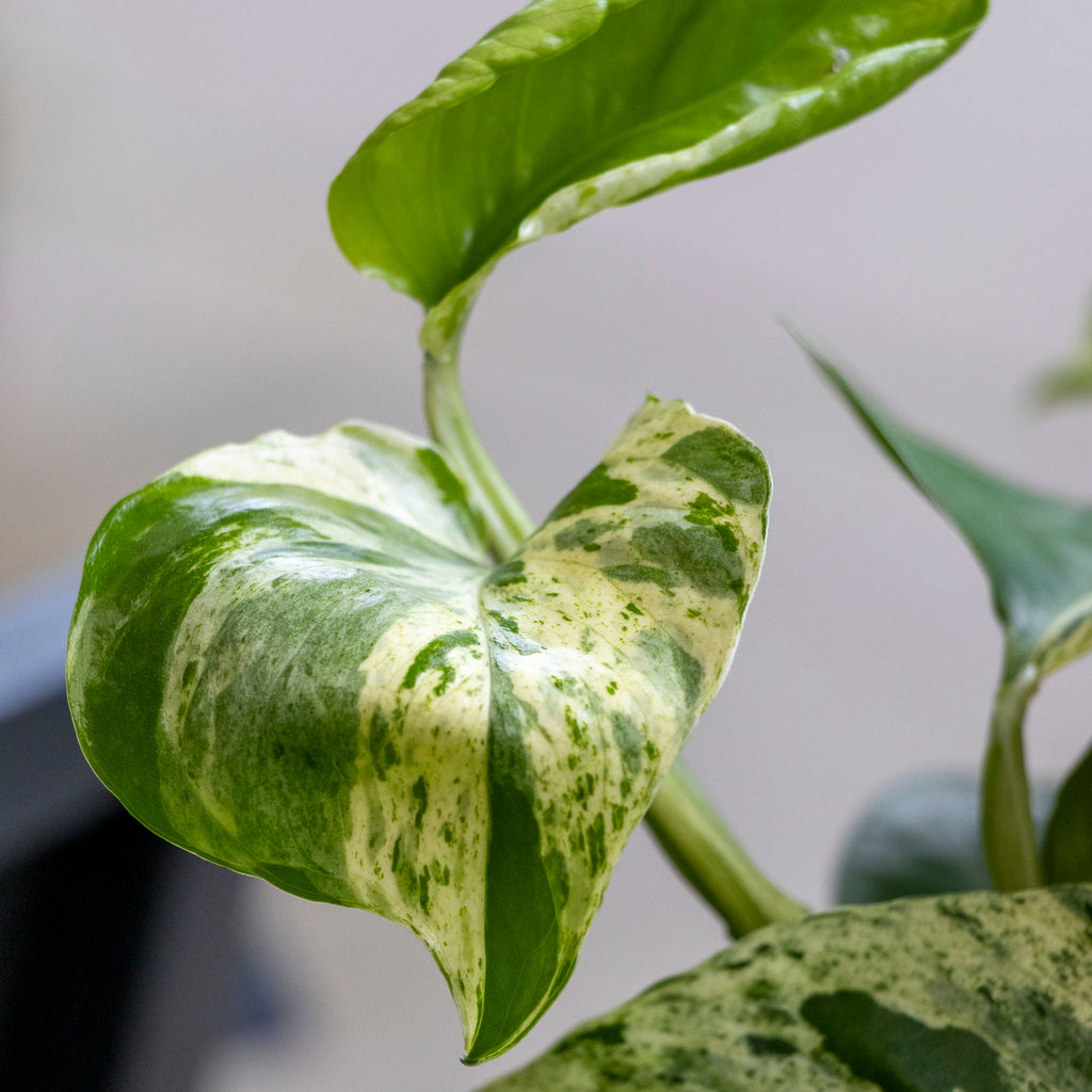 Epipremnum Aureum Marble Queen - 17cm Pot