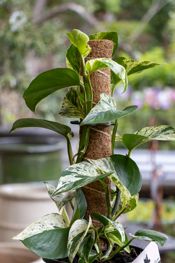 Epipremnum Aureum Marble Queen - 17cm Pot