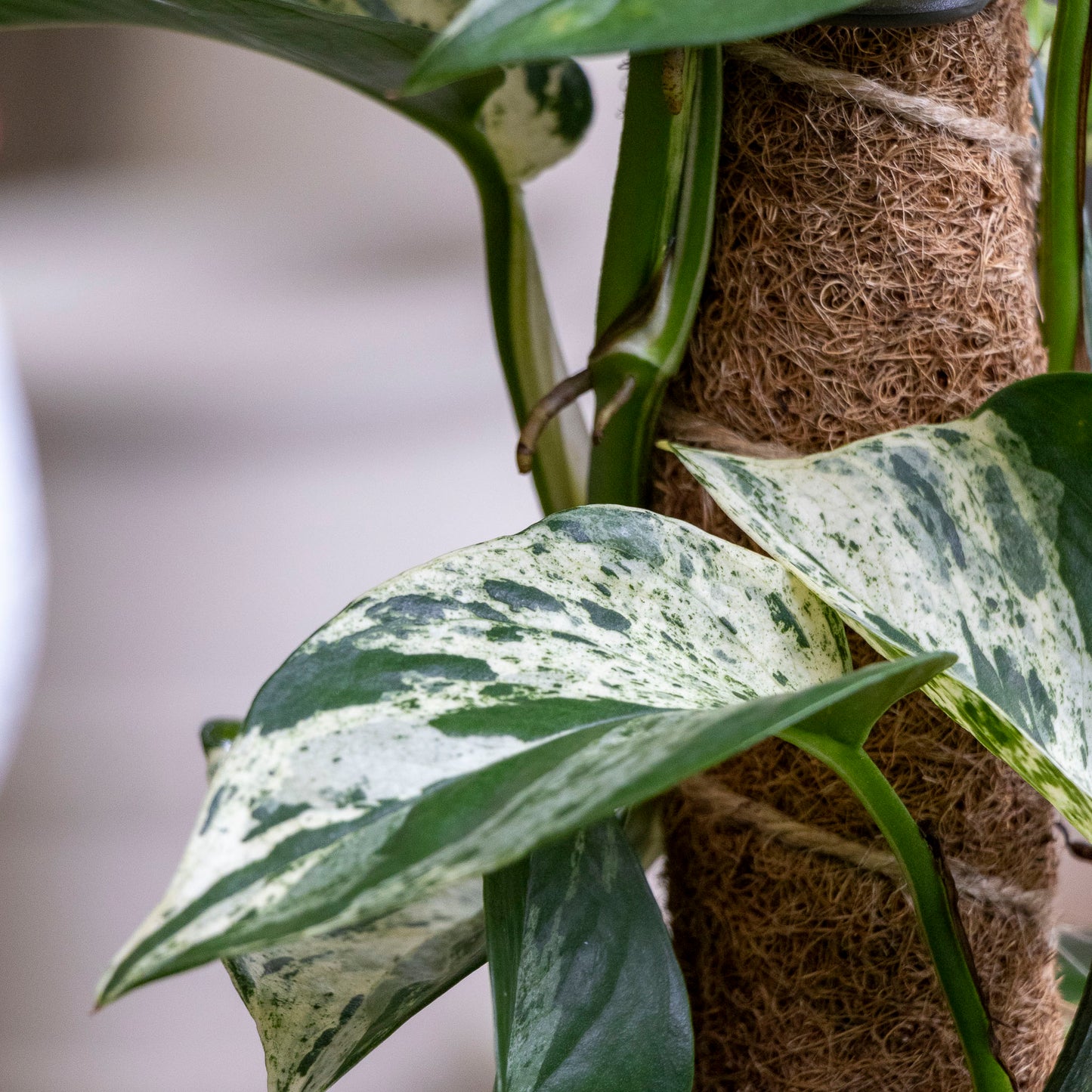 Epipremnum Aureum Marble Queen - 17cm Pot