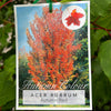 Acer Rubrum Autumn Red - 33cm Pot