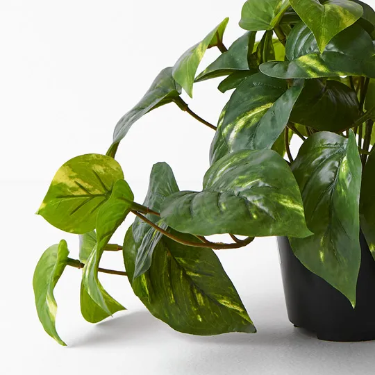 Pothos In Pot 19cm