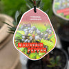 Tasmannia Mountain Pepper Female - 14cm Pot