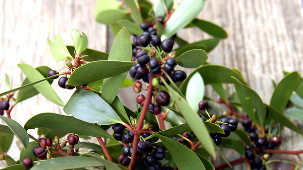 Tasmannia Mountain Pepper Female - 14cm Pot