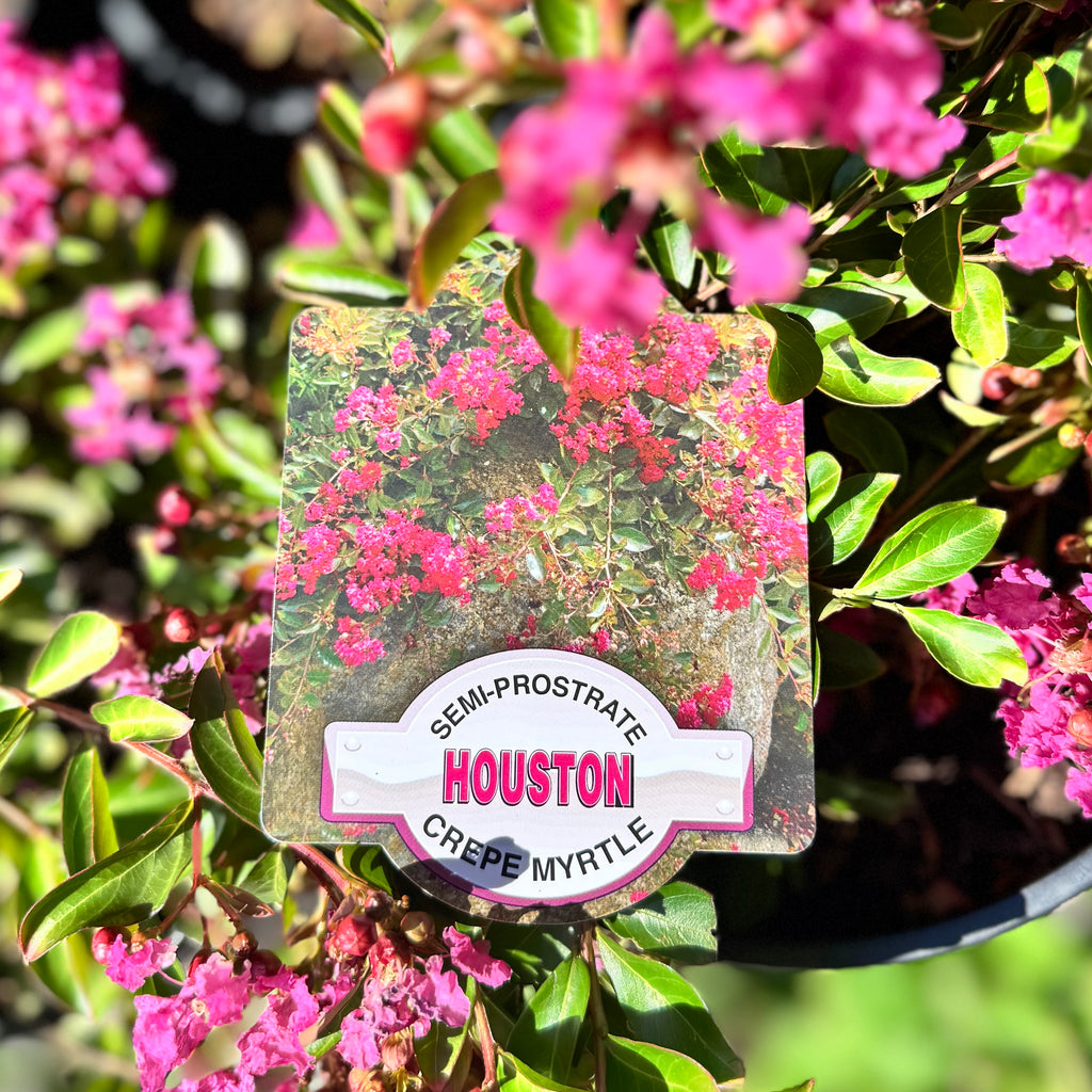 Lagerstroemia Houston - 20cm Pot