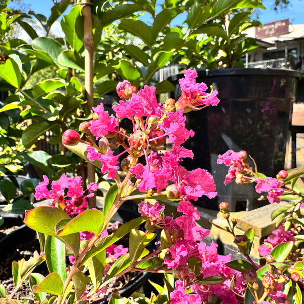 Lagerstroemia Houston - 20cm Pot