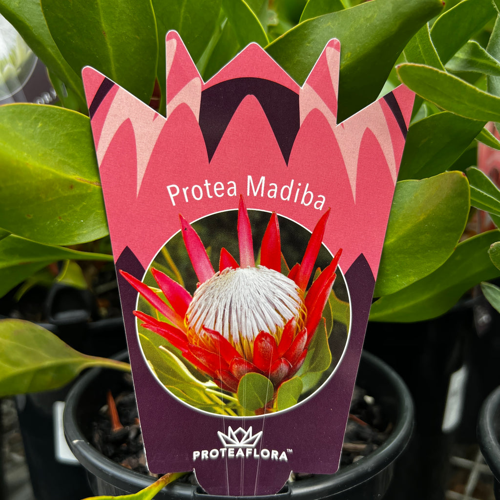 Protea Madiba - 14cm Pot