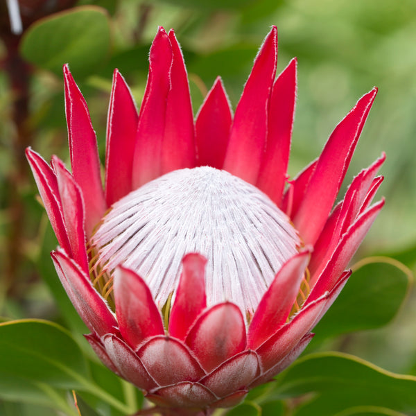 Protea Madiba - 14cm Pot