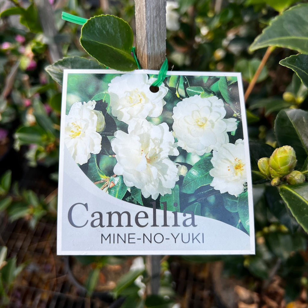 Camellia Mine no Yuki - 20cm Pot