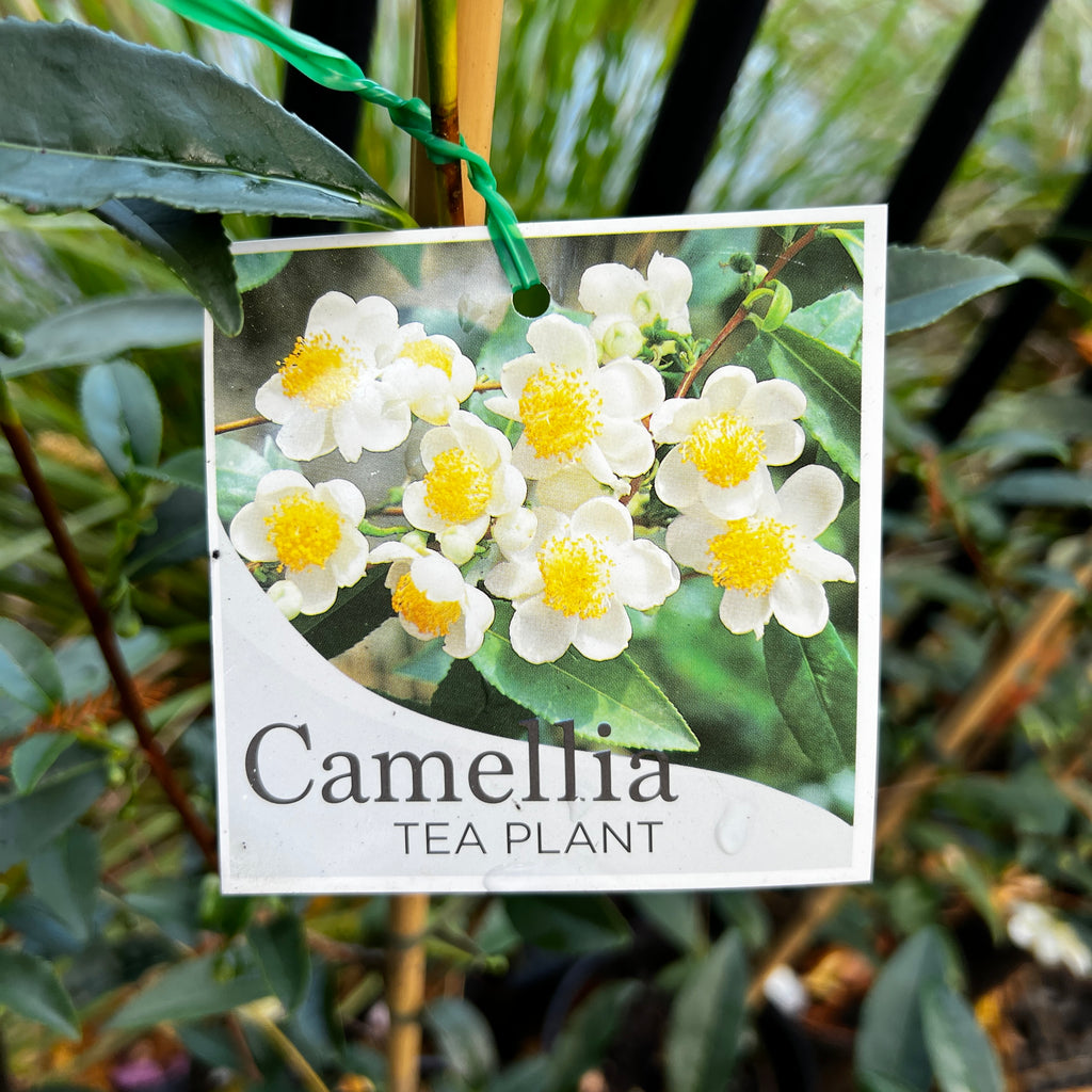 Camellia Tea Plant - 18cm Pot