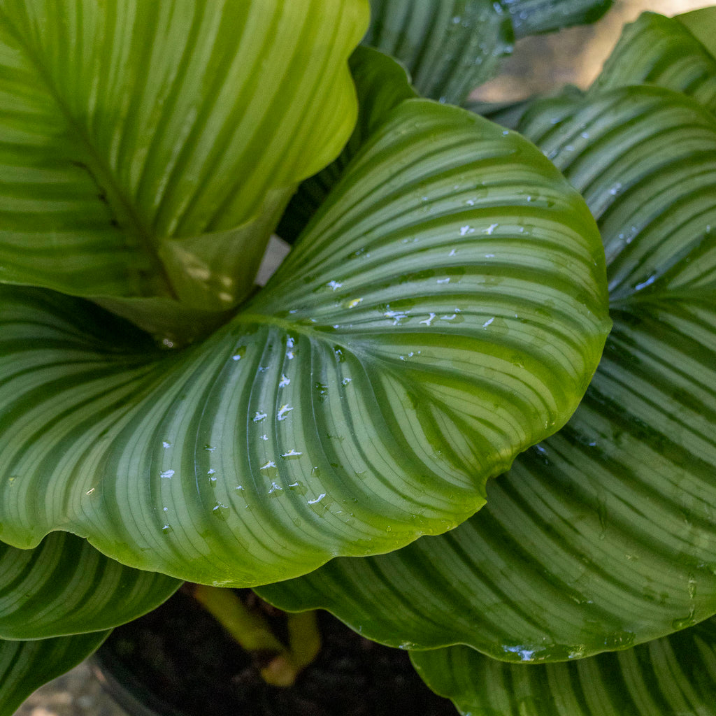 Calathea Orbifolia - 25cm Pot