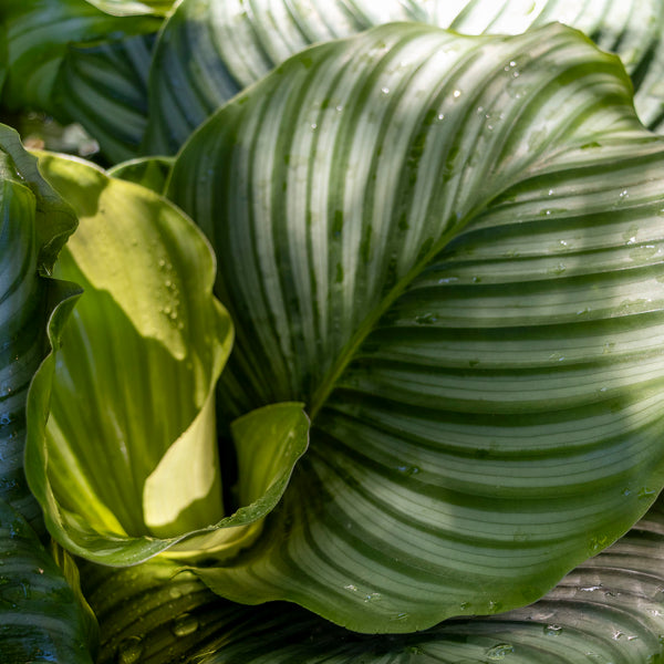 Calathea Orbifolia - 25cm Pot