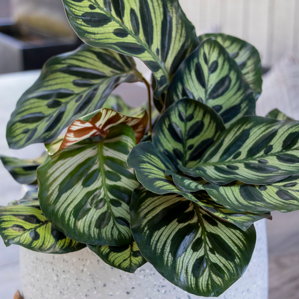 Calathea Peacock Plant - 17cm Pot