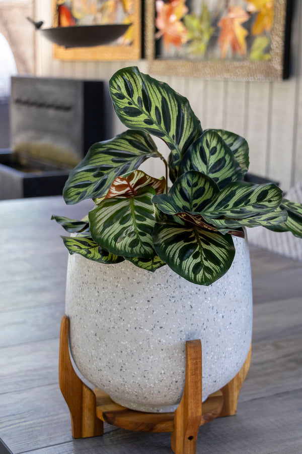 Calathea Peacock Plant - 17cm Pot