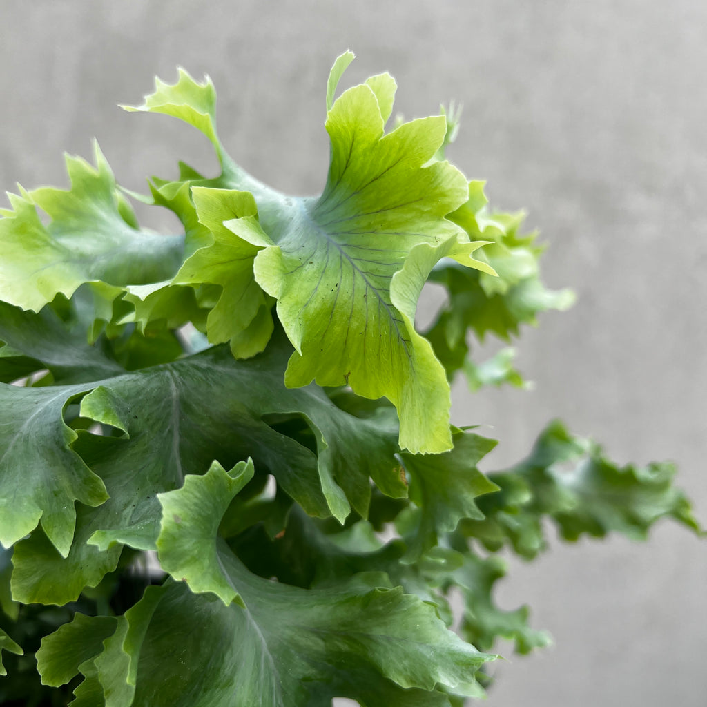 Phlebodium Davana - 17cm Pot