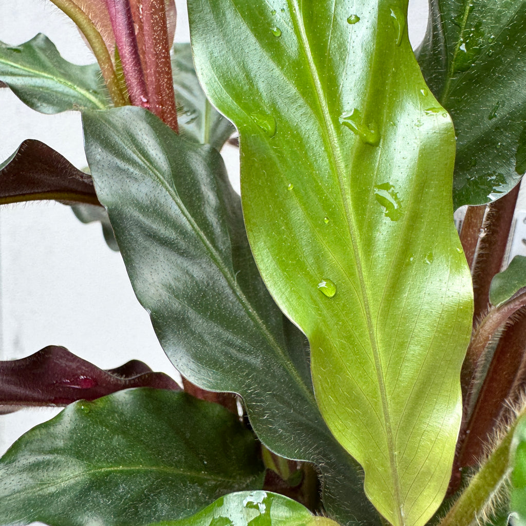 Calathea Rufibarba Furry Feather - 25cm Pot