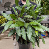 Calathea Rufibarba Furry Feather - 25cm Pot