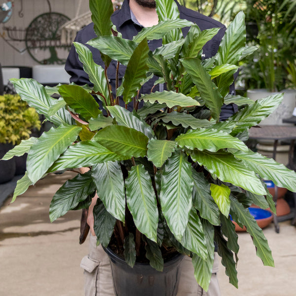 Calathea Rufibarba Furry Feather - 25cm Pot