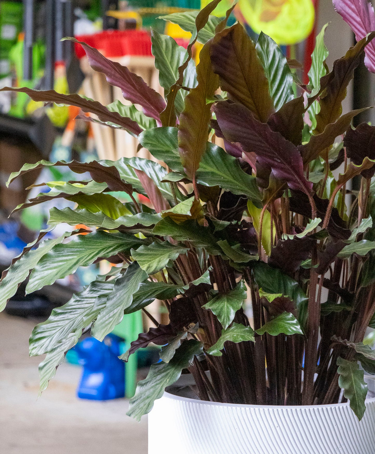 Calathea Rufibarba Furry Feather - 25cm Pot